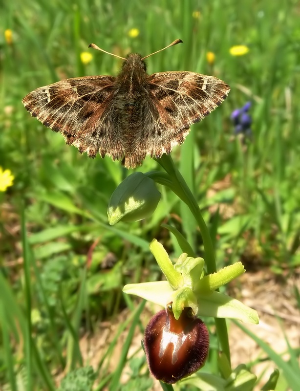 Farfalle e orchidee